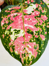 Load image into Gallery viewer, Aglaonema Tricolor Anyamanee
