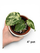 Load image into Gallery viewer, Monstera Bulbasaur

