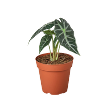 Load image into Gallery viewer, Alocasia Amazonica 'Bambino'
