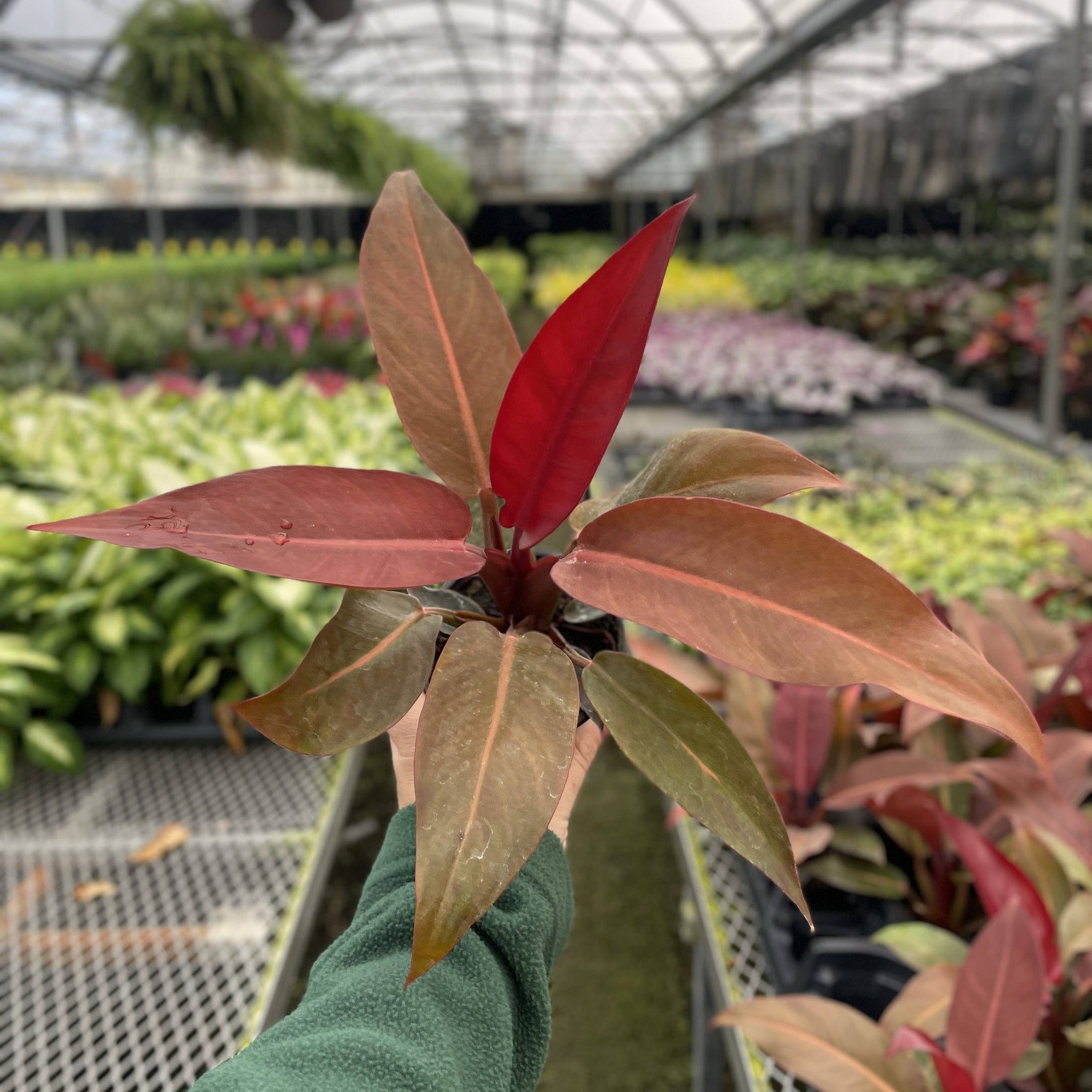 philodendron selloum sun red Philodendron Sun Red