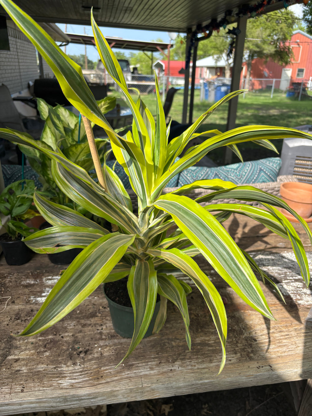 Lemon Lime Dracaena