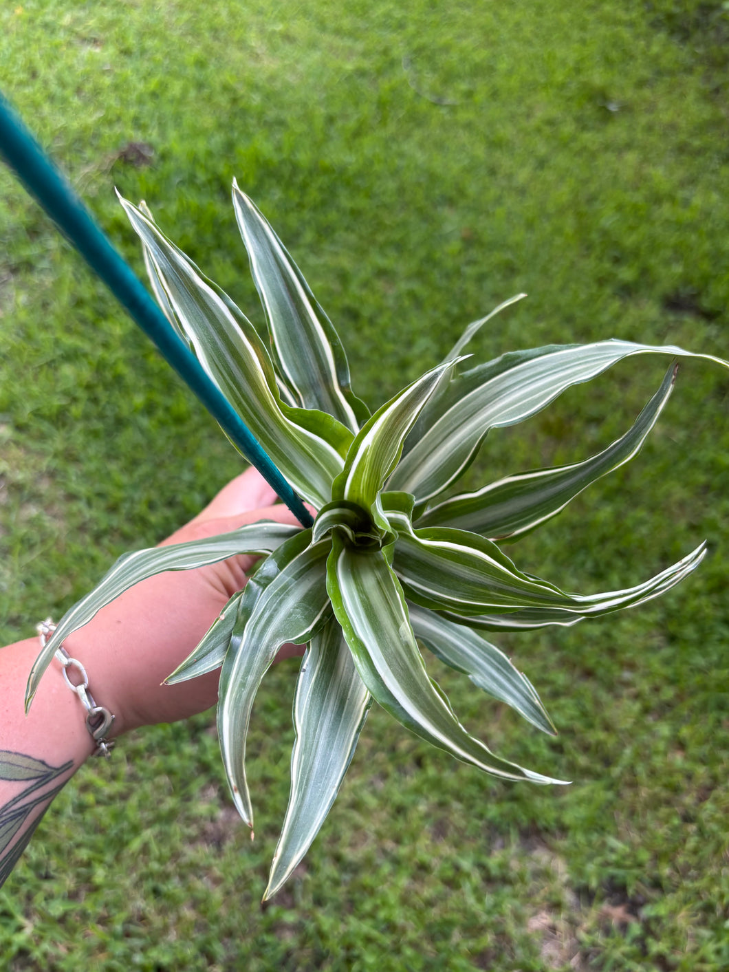 Dracaena Warneckii