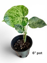 Load image into Gallery viewer, Monstera Bulbasaur
