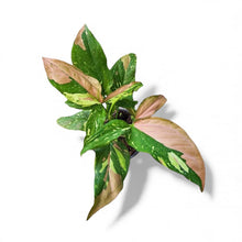 Load image into Gallery viewer, Rare Syngonium Tricolor

