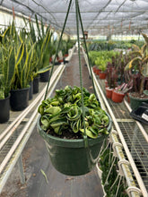 Load image into Gallery viewer, Hoya Rope Plant
