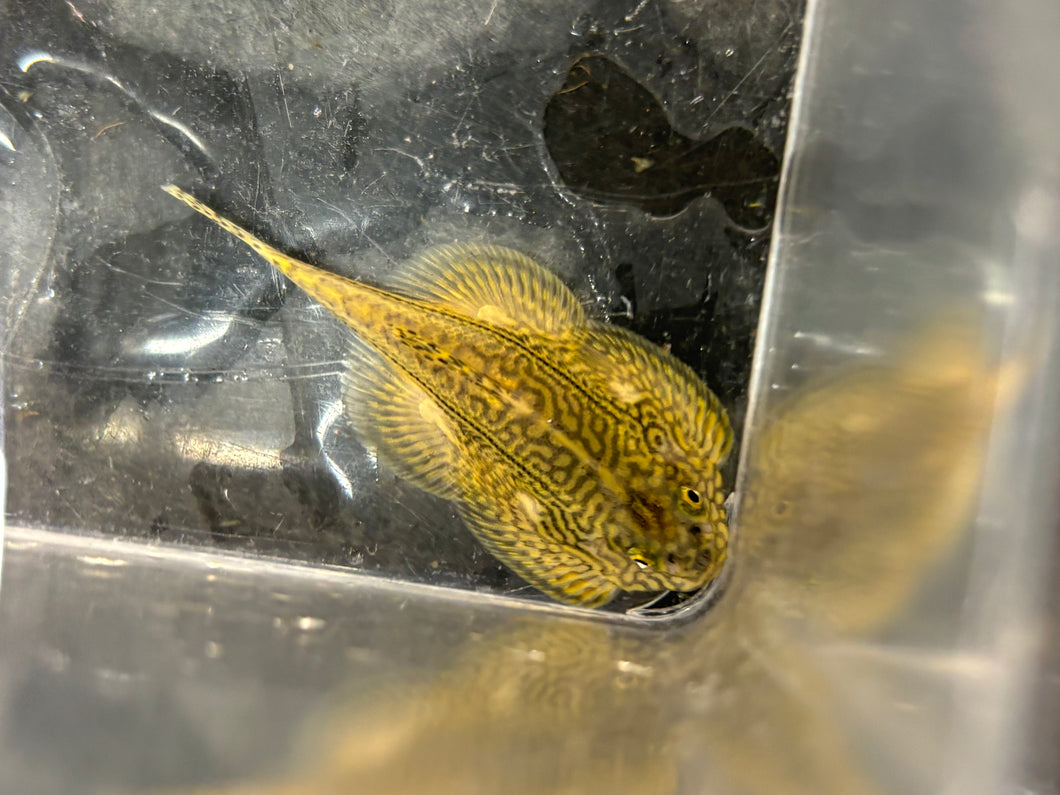 Reticulated Hillstream Loach