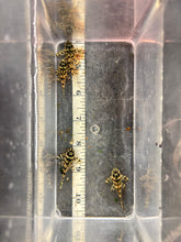 Load image into Gallery viewer, L236 RB Pleco
