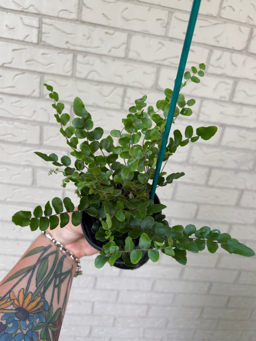 Button Fern