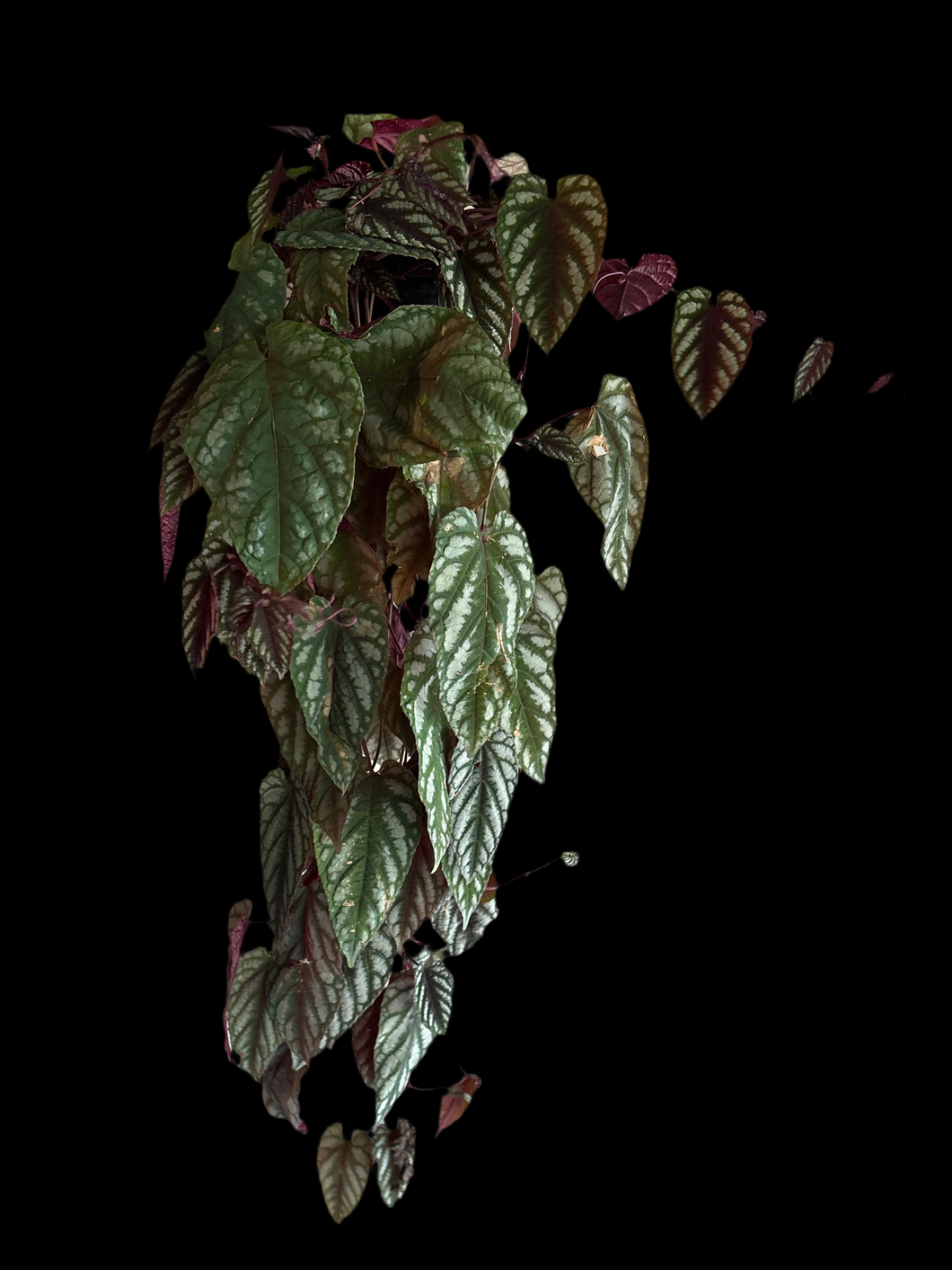 Cissus Discolor