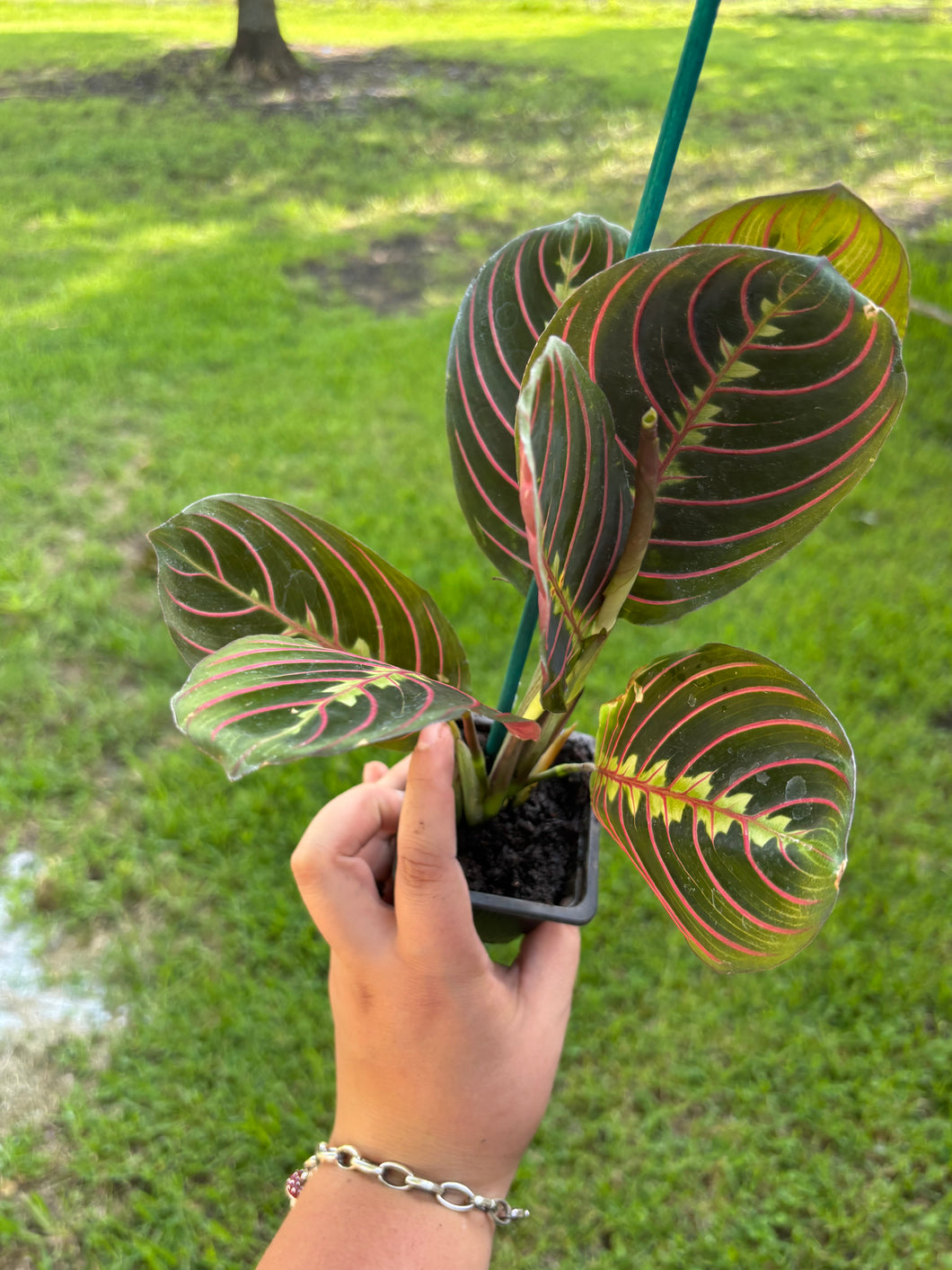 Red Maranta