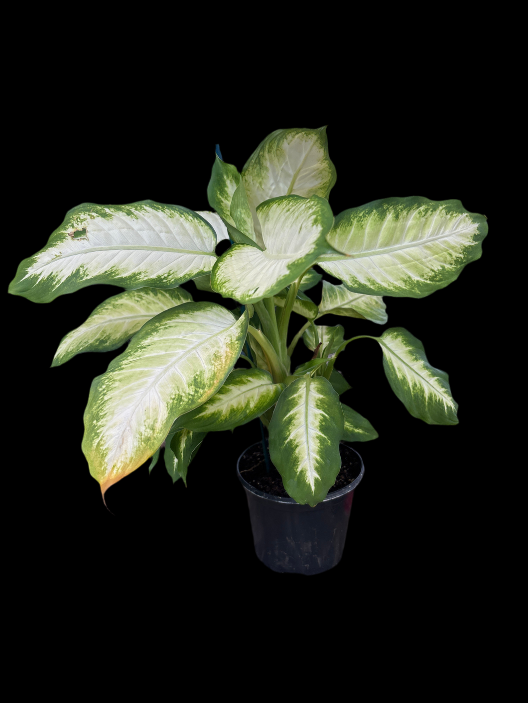 dieffenbachia camille light Dieffenbachia Camille – Armored Cat Aquatics LLC