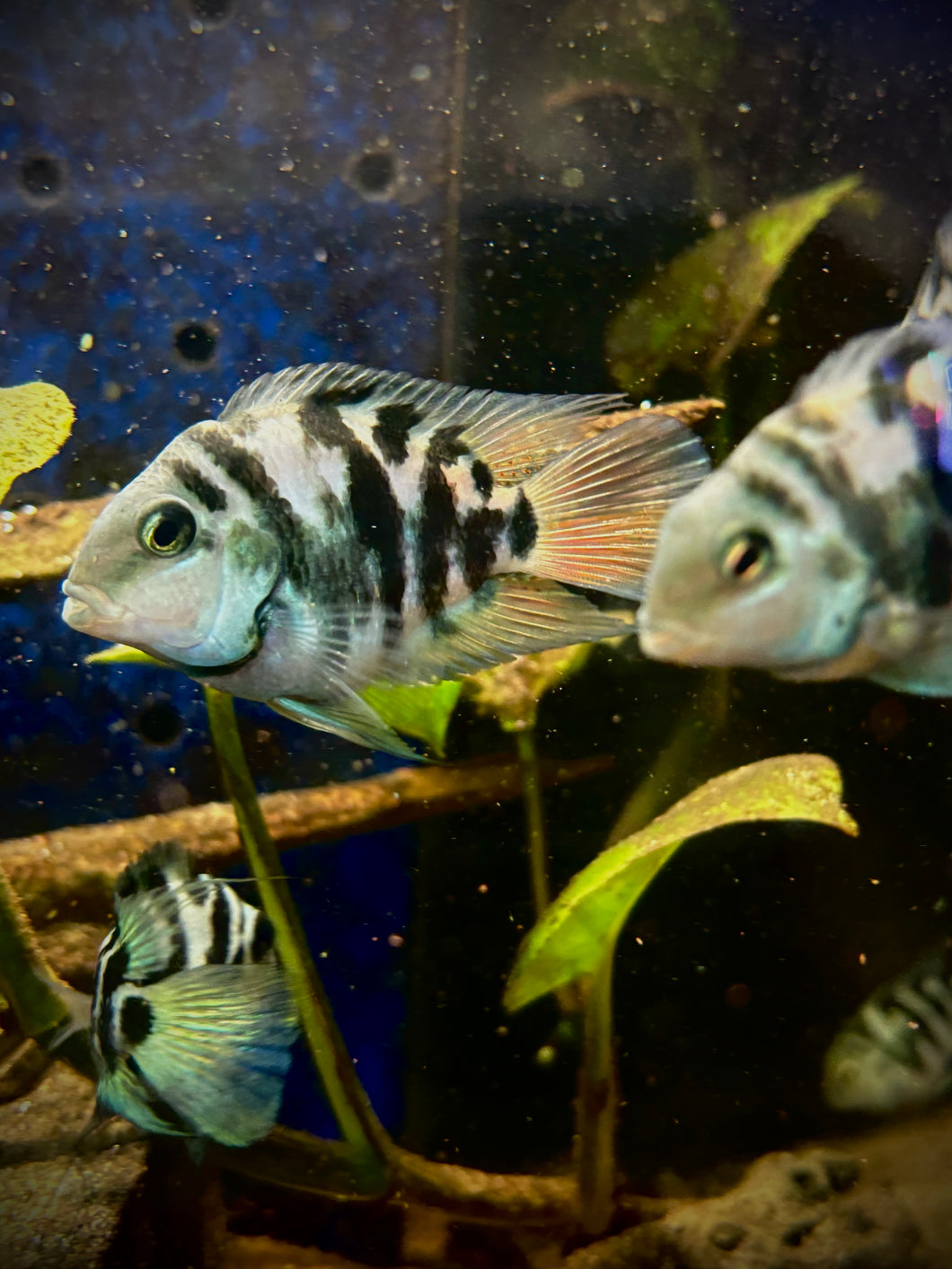 Polar Parrotfish