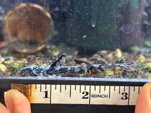 Load image into Gallery viewer, Brown Lizard Whiptail (Rineloricaria sp.)
