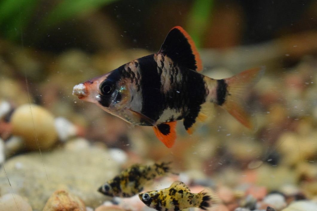 tiger barb