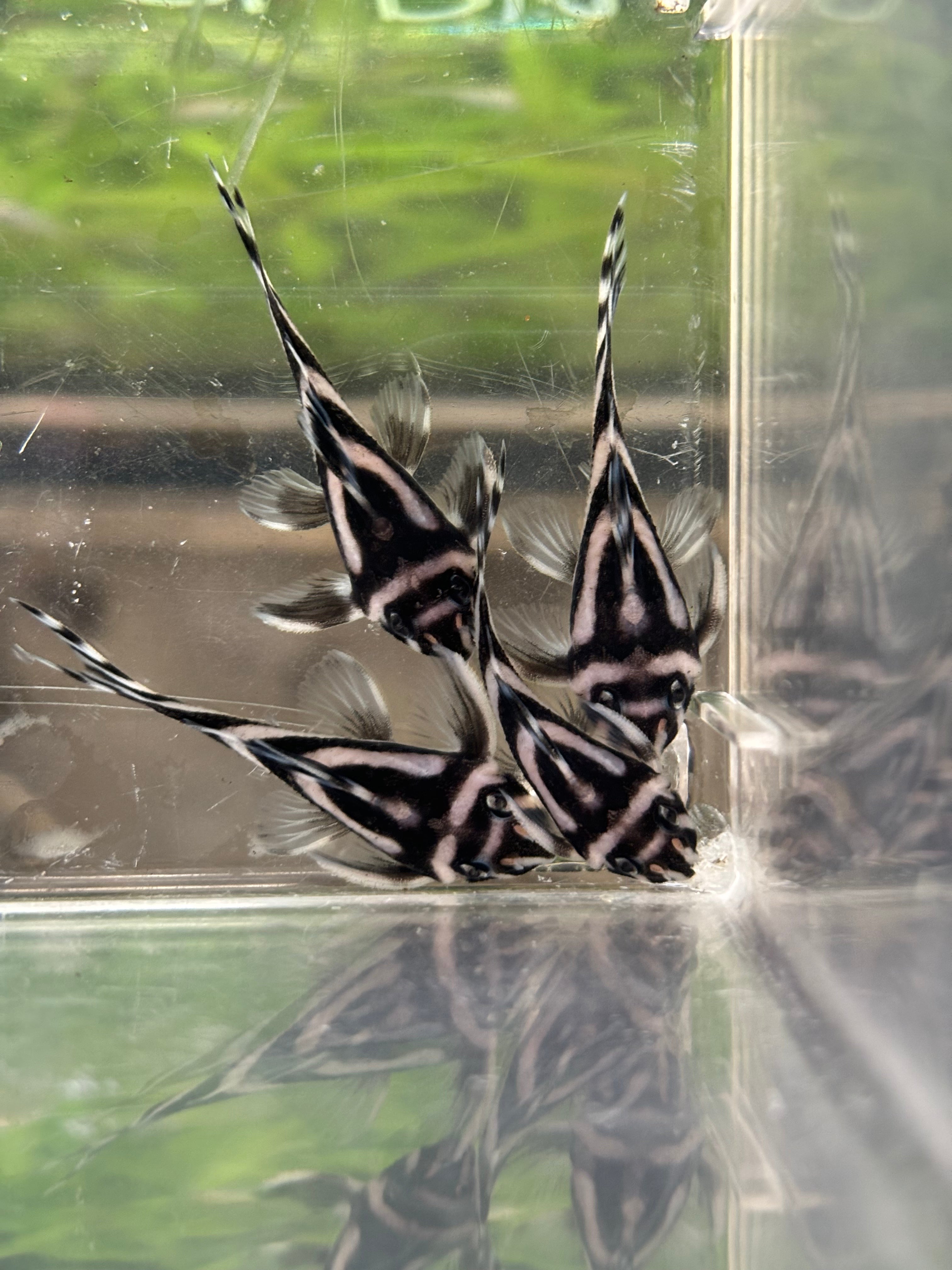 Zebra Pleco (L046) - Hypancistrus zebra – Armored Cat Aquatics LLC