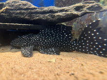 Load image into Gallery viewer, L240 Vampire Pleco (Leporacanthicus cf. galaxias)
