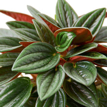 Load image into Gallery viewer, Peperomia Rosso Live Plant - Peperomia caperata 'Rosso'
