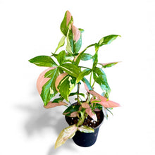 Load image into Gallery viewer, Rare Syngonium Tricolor

