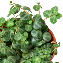 Load image into Gallery viewer, Peperomia Prostrata 'String of Turtles' - 4" Pot
