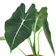 Load image into Gallery viewer, Alocasia Micholitziana 'Frydek'
