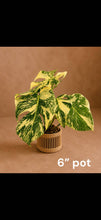 Load image into Gallery viewer, Variegated Monstera Creme Brulee

