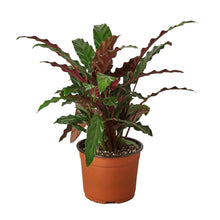Load image into Gallery viewer, Calathea Rufibarba 'Furry Feather' Live Plant
