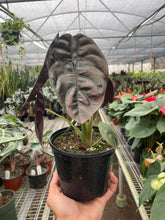 Load image into Gallery viewer, Alocasia 'Red Secret'
