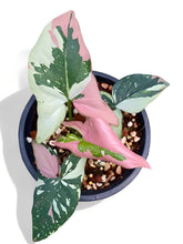 Load image into Gallery viewer, Rare Syngonium Tricolor
