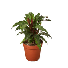 Load image into Gallery viewer, Calathea Rufibarba 'Furry Feather' Live Plant

