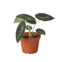 Load image into Gallery viewer, Alocasia Reginula 'Black Velvet'

