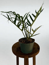 Load image into Gallery viewer, Philodendron Tortum
