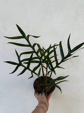 Load image into Gallery viewer, Philodendron Tortum
