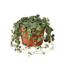 Load image into Gallery viewer, Succulent 'String of Hearts' - 4" Pot
