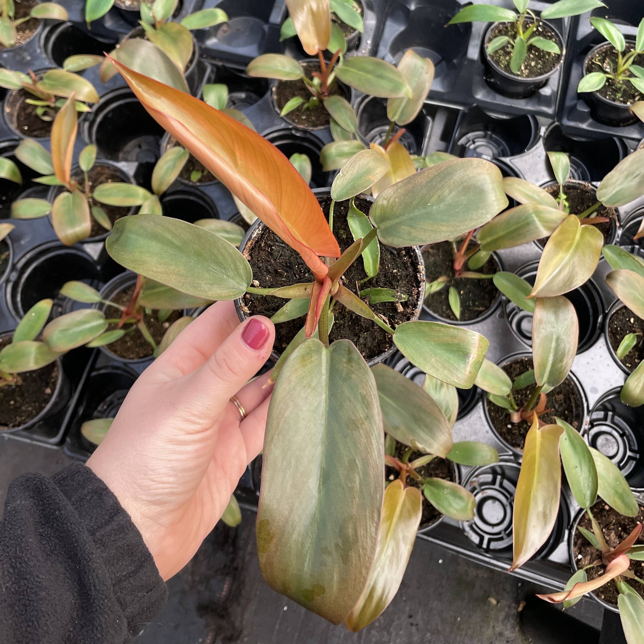 philodendron sayaka Philodendron Sayaka