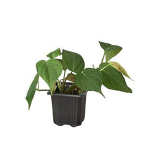 Load image into Gallery viewer, Philodendron 'Velvet'
