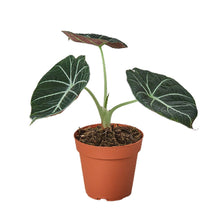 Load image into Gallery viewer, Alocasia Reginula 'Black Velvet'
