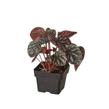 Load image into Gallery viewer, Peperomia 'Ripple Red'
