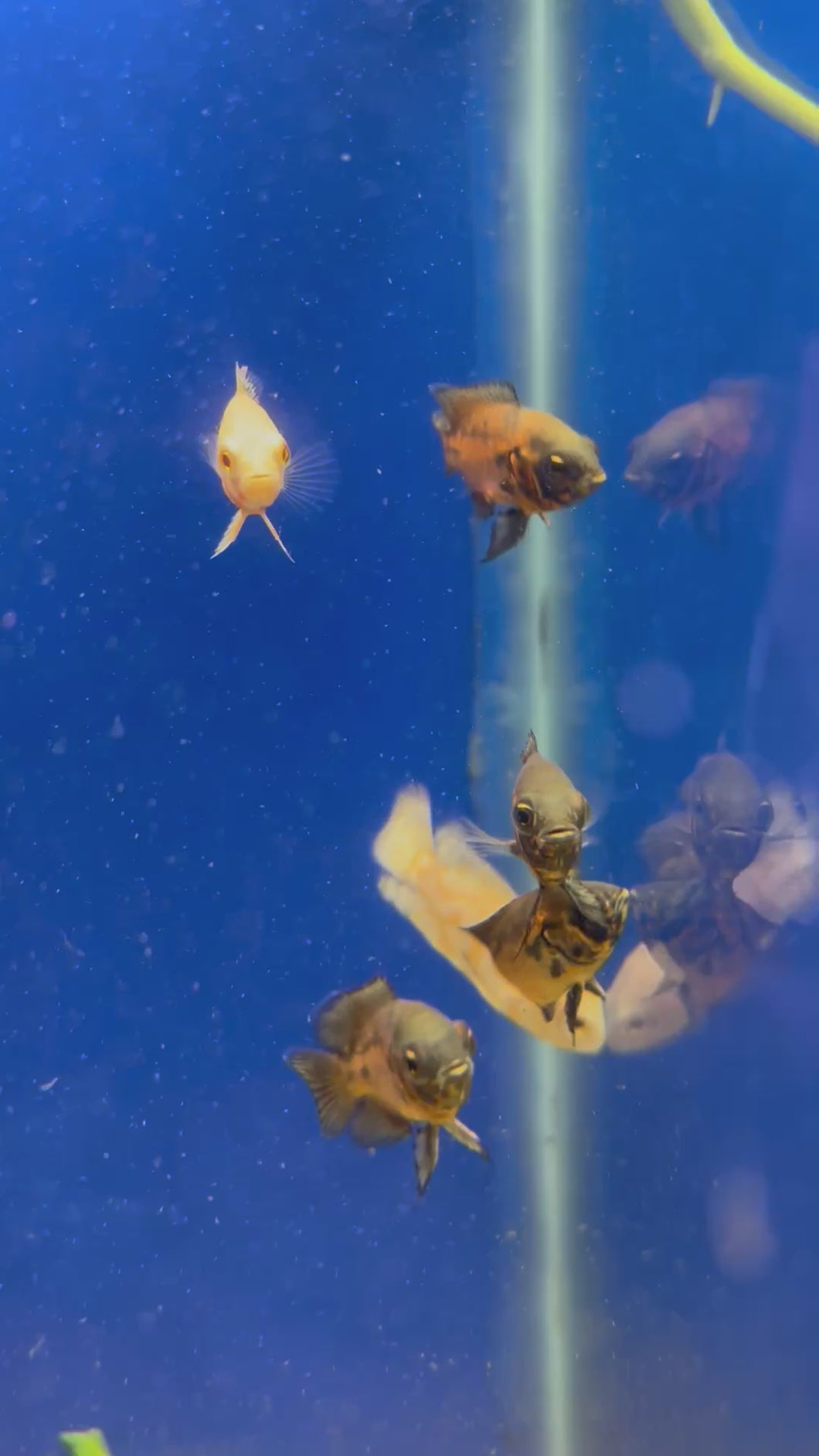 Oscar (Astronotus ocellatus)