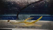 Load and play video in Gallery viewer, West African Pipefish
