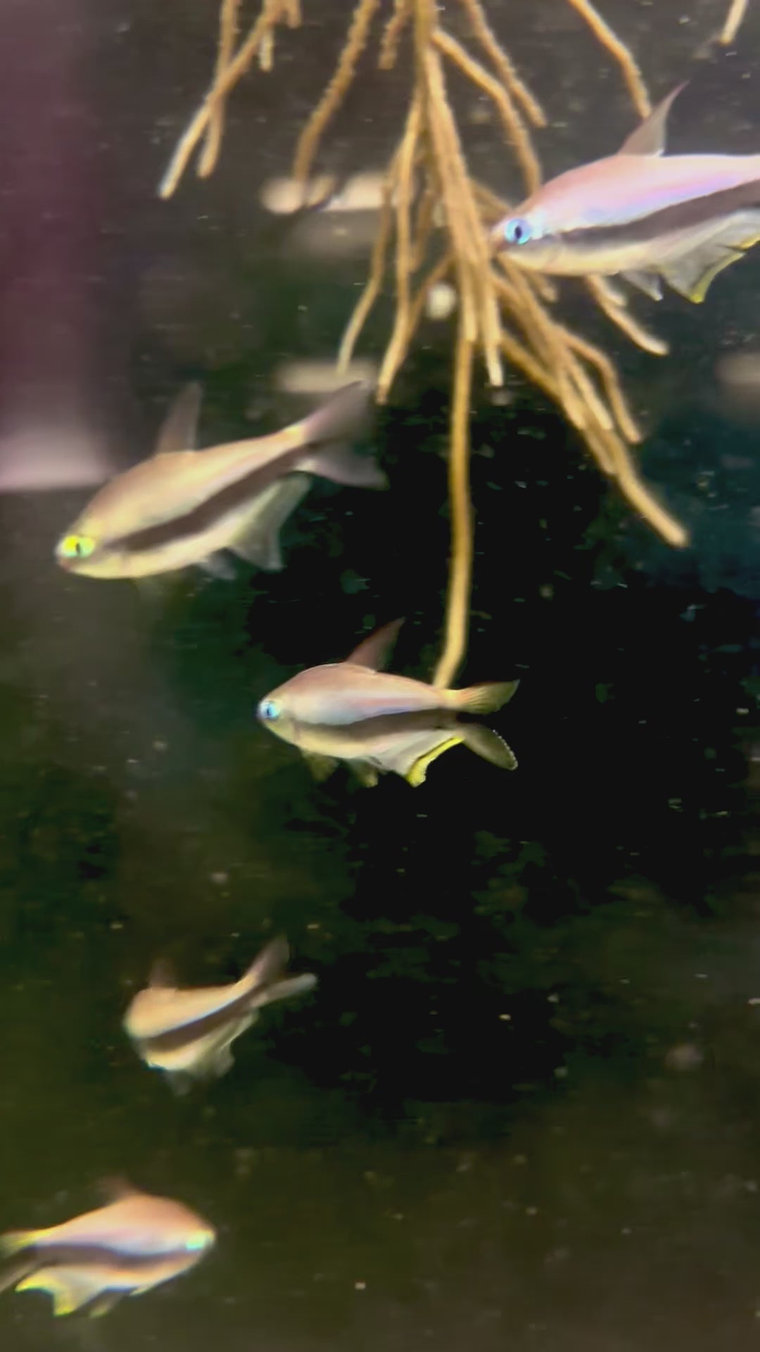 Emperor tetra (Nematobrycon palmeri) – Armored Cat Aquatics LLC