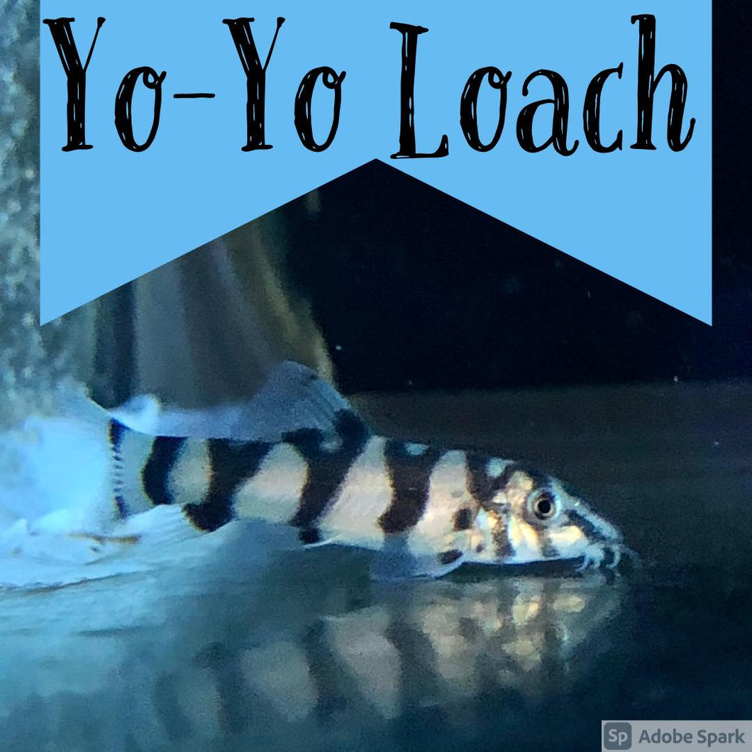 Yo-Yo Loach