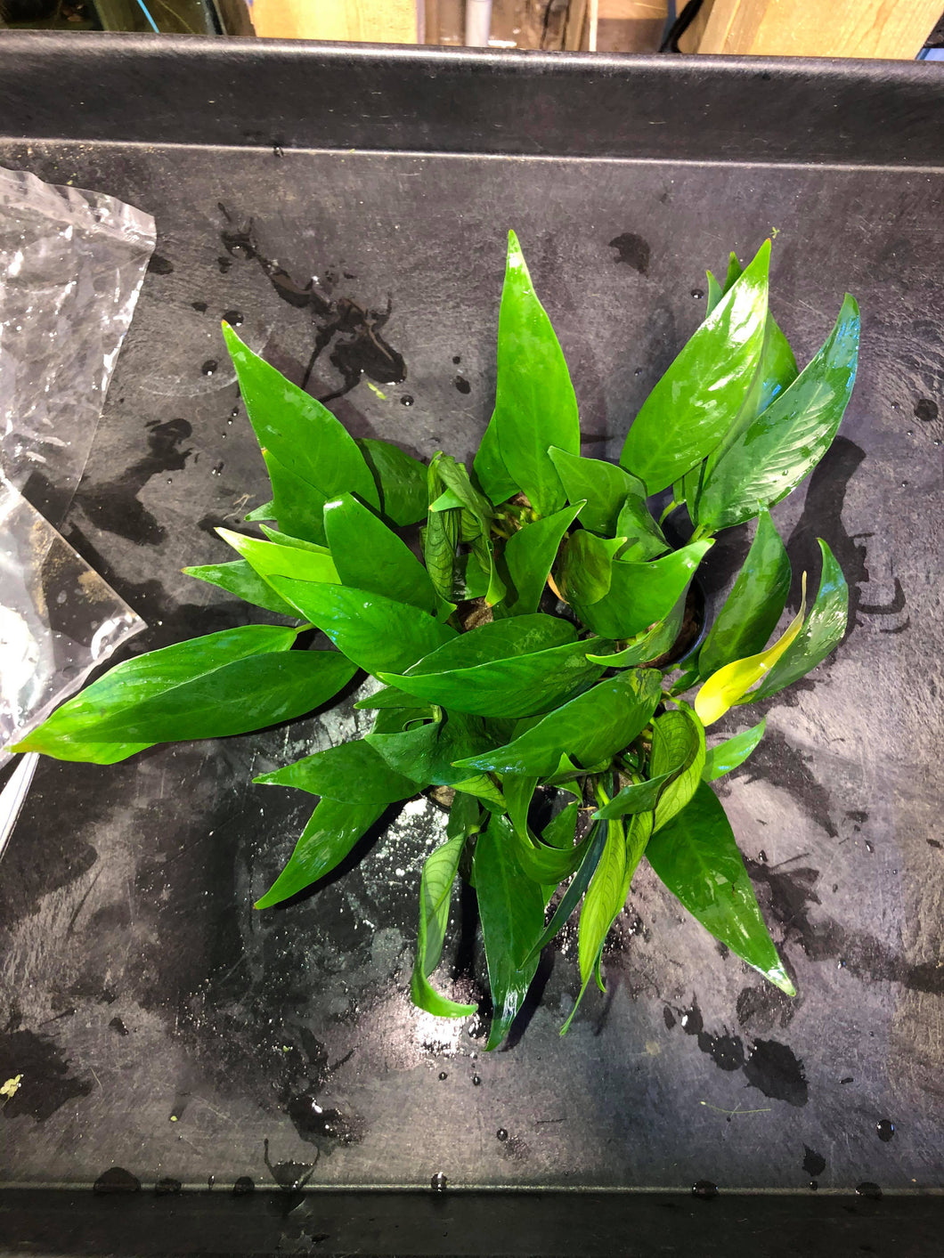 Anubias Congensis