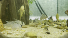Load and play video in Gallery viewer, Kanei Corydoras

