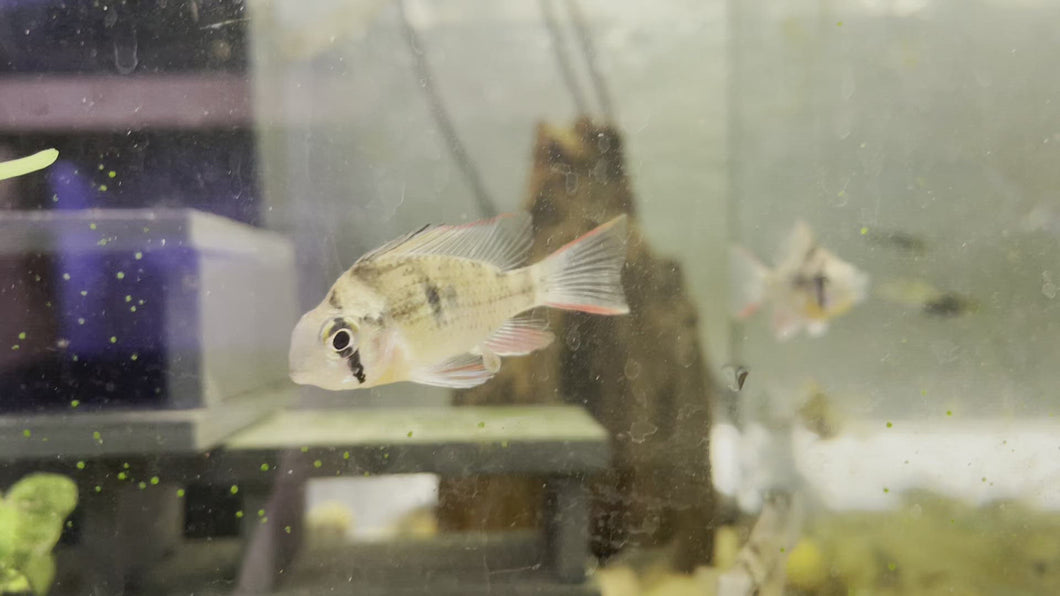 Two Spotted Bolivian Ram (Microgeophagus sp. Zweifleck)