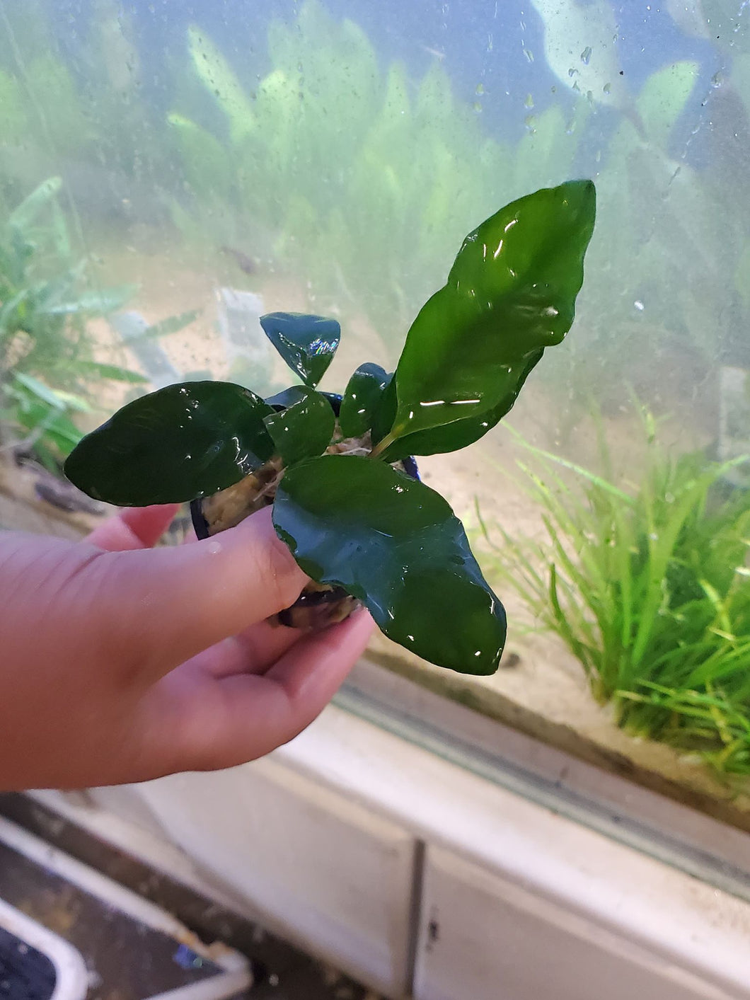 Anubias Coffeefolia