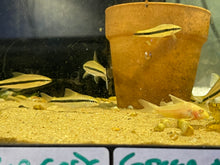 Load image into Gallery viewer, Siamese Algae Eater (Crossocheilus oblogus)
