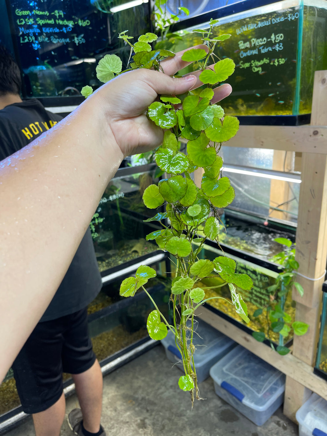 Brazilian Pennywort (Hydrocotyle Leucocephala)