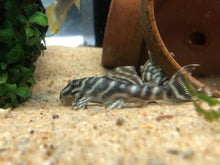 Load image into Gallery viewer, L333 King Tiger Pleco (Hypancistrus Sp.)
