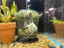 Load image into Gallery viewer, Bulgarian Seal Point Angelfish (Pterophyllum scalare)
