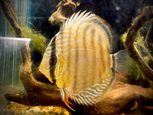 Load image into Gallery viewer, Wild Discus(Symphysodon sp. Alenquer Red Large)
